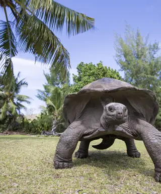Die Riesenschildkröten auf Curieuse